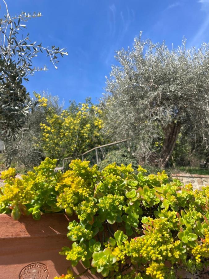 Resort Panoramico Canale Suite - Private Parking - Natural Park Синалунга Екстериор снимка